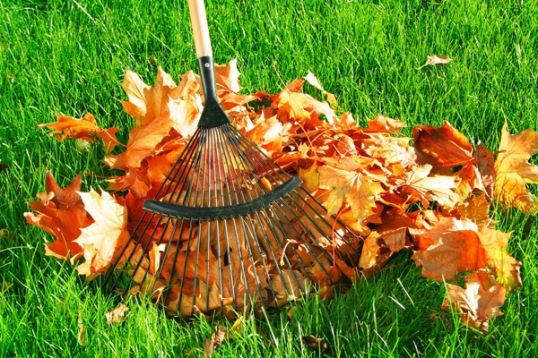 leaf removal service