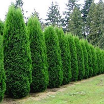 Arborvitae-Emerald