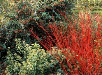 fast growing privacy shrubs Red-dogwood