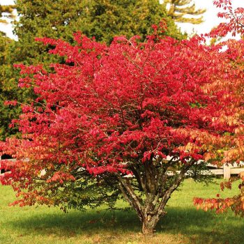 fast growing privacy shrubs burning-bush
