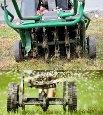 aerate-seeding