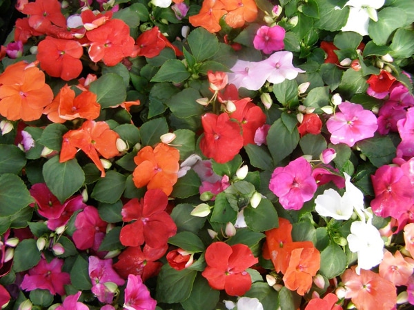 New Guinea Impatiens