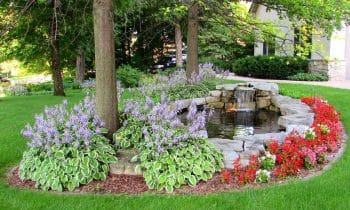 plants to enhance your lawn