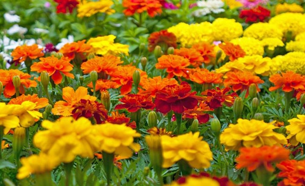 Marigolds