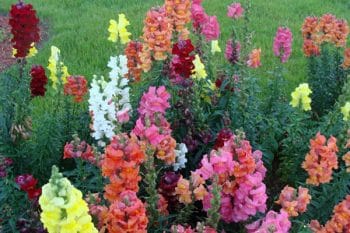 landscape in winter with snapdragons