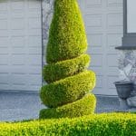 ornamental shrubs trees fertilization
