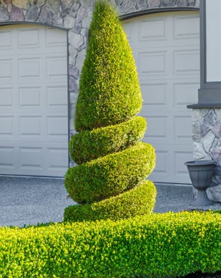 ornamental shrubs trees fertilization