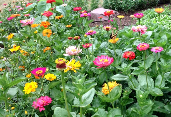 Zinnias