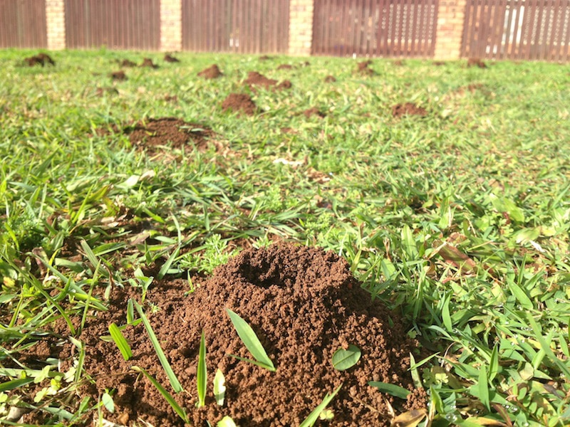 Ants In Yard Infestation Treatment - Ryno Lawn Care, LLC