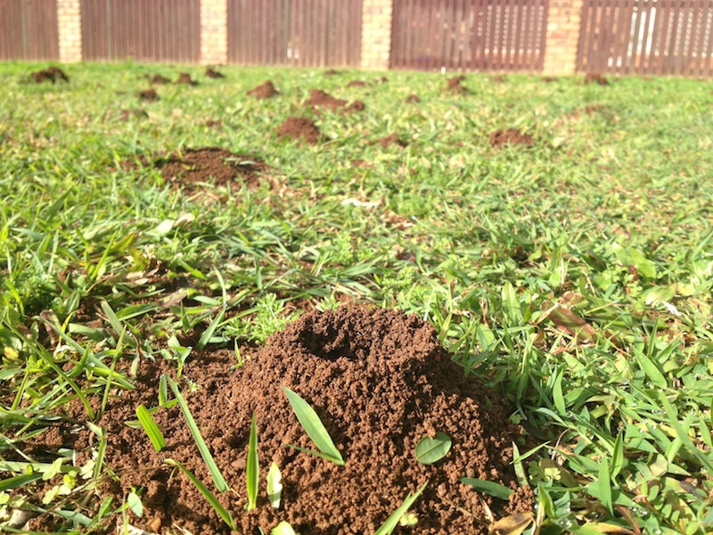 Ants In Yard Infestation Treatment Ryno Lawn Care Llc