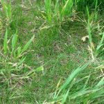 lawn weeds identification guide-quackgrass
