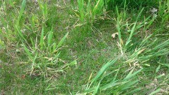 what kills quackgrass