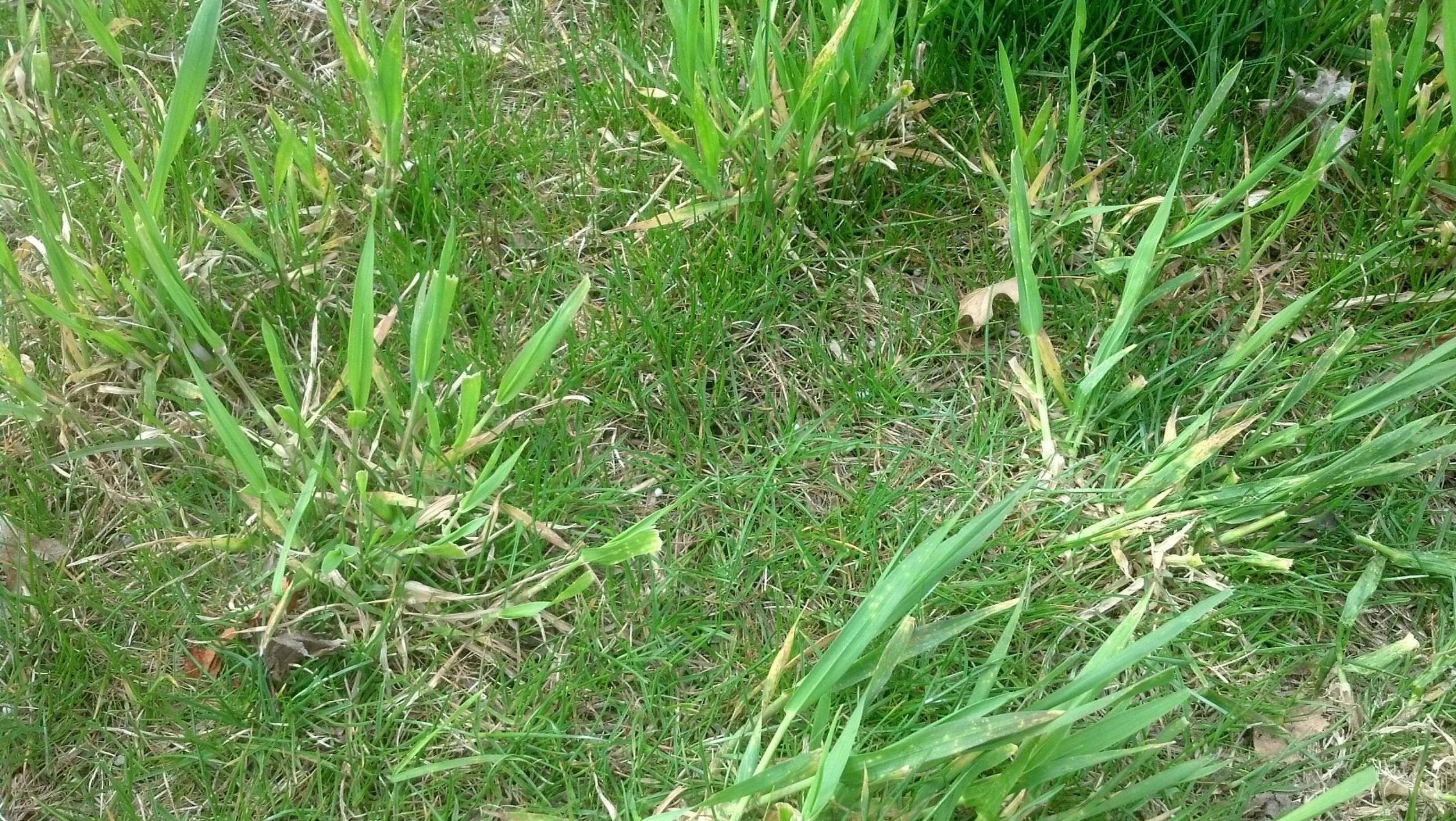 creeping weeds identification