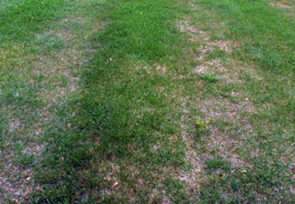 Lawn Aeration and Seeding