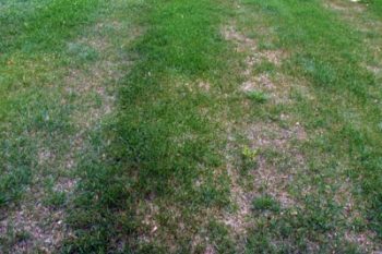 how to do lawn aeration