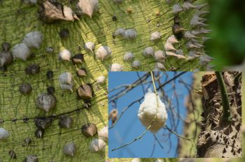seed pods of a silk floss tree