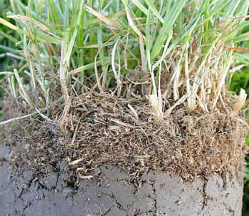 thatch causes dry patches on lawn