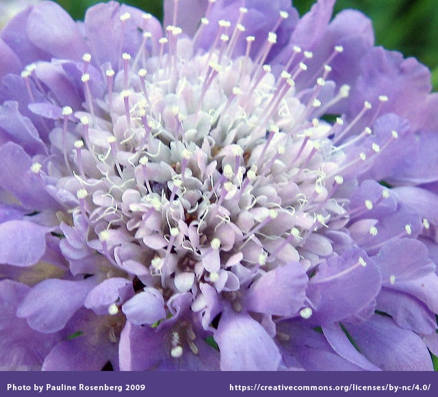 Top North Texas Perennial Flowers