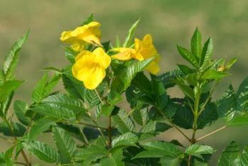 bougainvillea Texas perennial with yellow petals