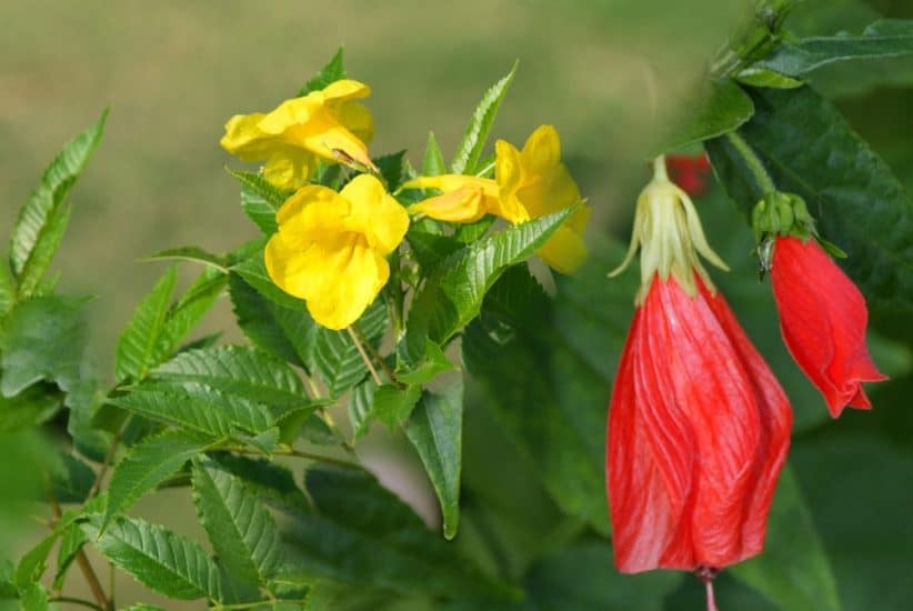 Top North Texas Perennial Flowers