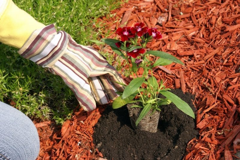 Best mulch for landscaping