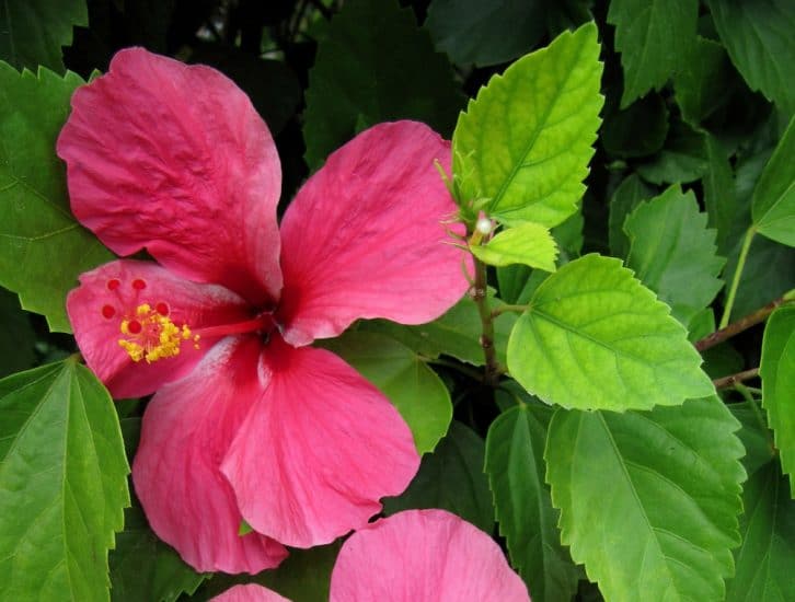 Hibiscus Flower