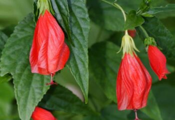 turk's cap