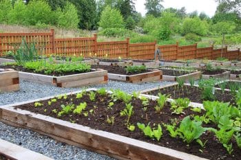 planter boxes for vegetable garden