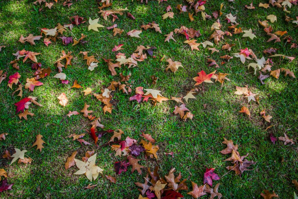 fall lawn care