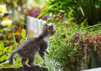 get pets out of gardens