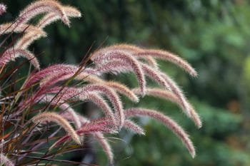 fall landscaping ideas