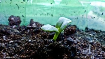 seedling