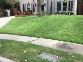 front lawn with sidewalk
