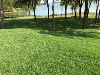 lawn with trees and lake