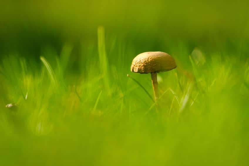 Lawn sales mushroom killer