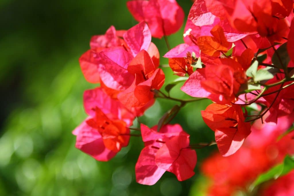 red azalea