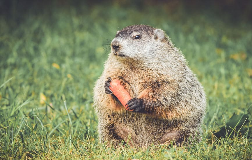 groundhog backyard pest control