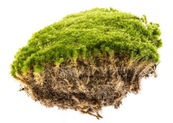 clump of healthy moss