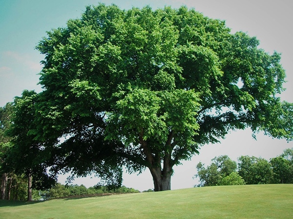 9 trees to avoid around your pool