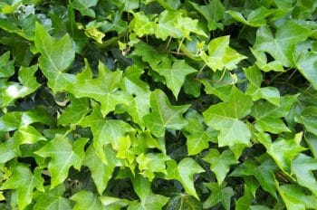 English Ivy