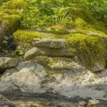 moss growing on rocks