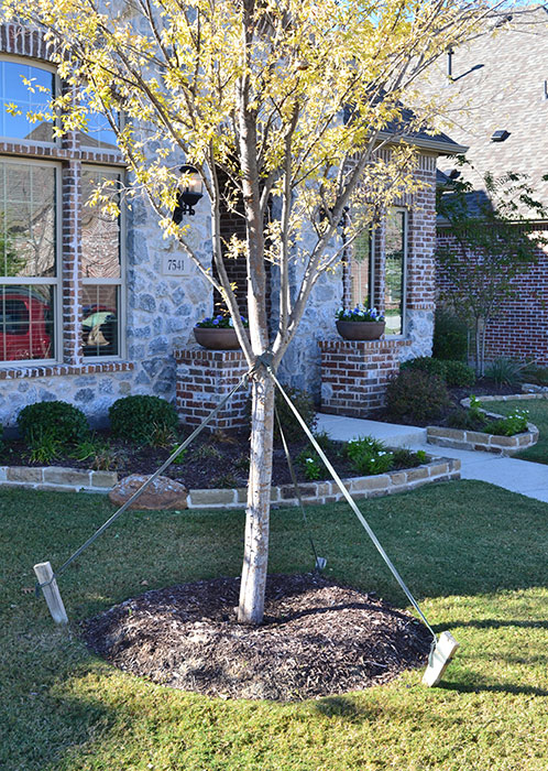 New Tree