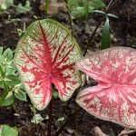 caladium 