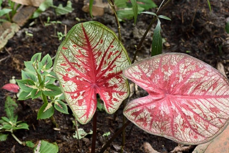 Elephant Ears (caladium)