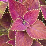 coleus shade plant