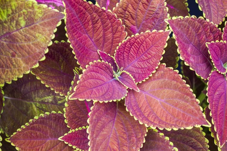 coleus shade plant