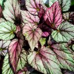 gryphon begonia leaves