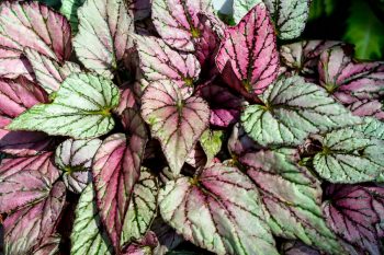 gryphon begonia leaves