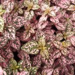 colorful potted plants for shaded porches
