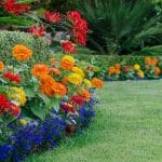 lobelia flowers